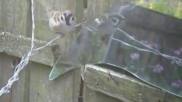 Влюбленный воробей.AVI