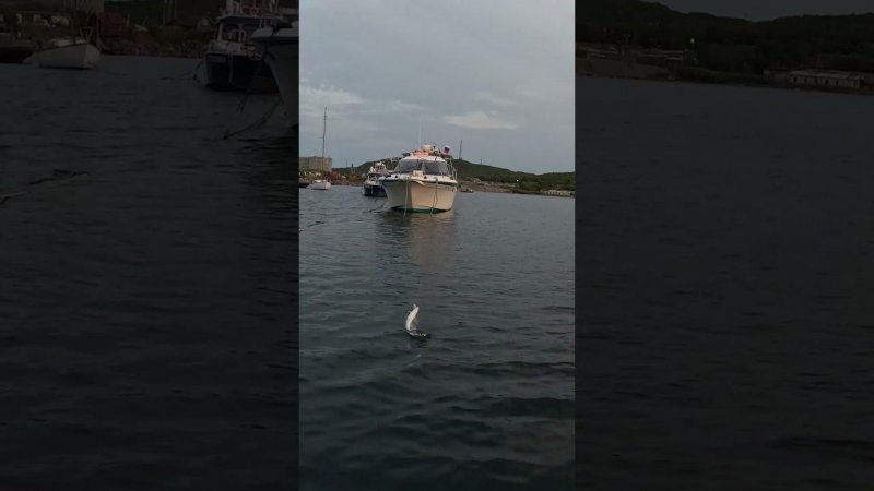 Залив Рыбалка #fishing