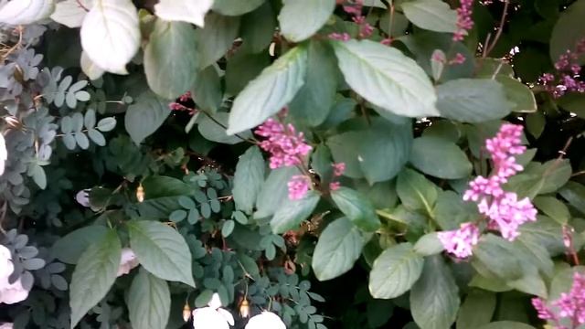 FLOWERS,,,ЦВЕТЫ. смотреть онлайн