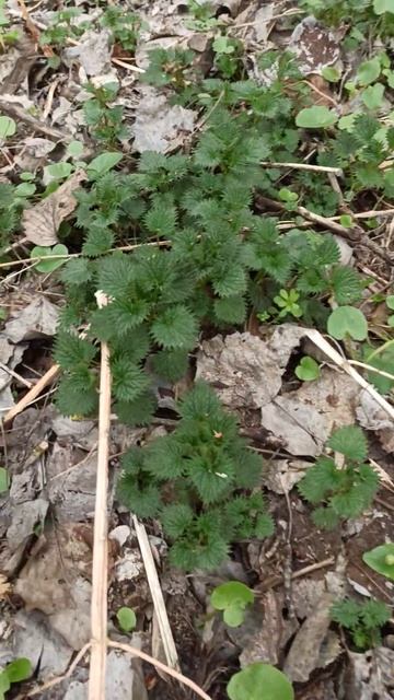 Крапива смотреть онлайн