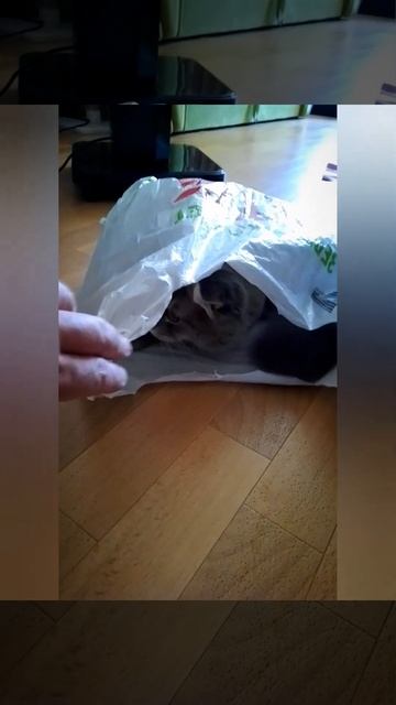 How our cat likes to hide 🐈❣️😺 #shorts #short #shortsvideo #cats #cat #funny #funnyvideo смотреть онлайн