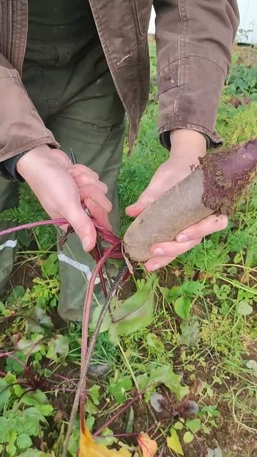 Как убирать свеелу для хранения на зиму смотреть онлайн