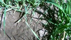 Яровой ячмень с разными нормами высева