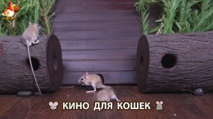 Видео для кошек про крысок развлекать питомцев 🐭🐀😂 (52)