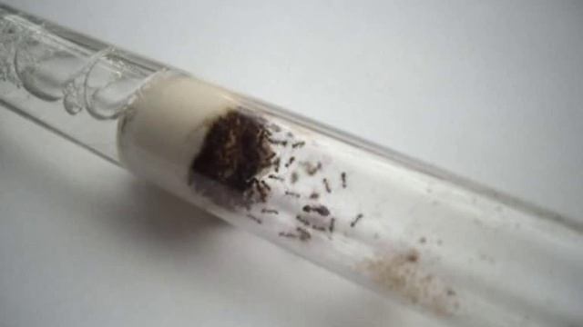 Pheidole pallidula - Ant Colony смотреть онлайн