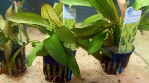 Echinodorus red diamond. emergida