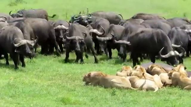 Буйвол против льва смотреть онлайн