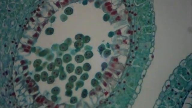 Microscope slide 1 смотреть онлайн