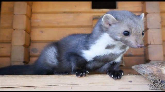 КУНИЦА часть 2 смотреть онлайн