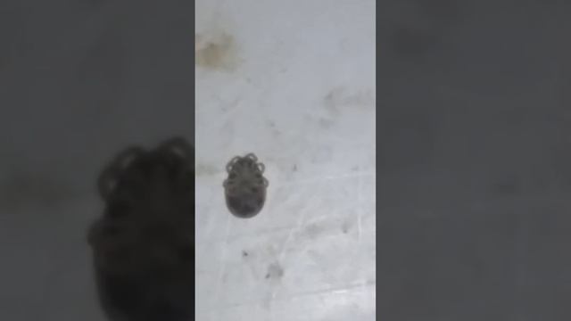 Jojani jisini bilish 3 kunligida va taxta kana xaqida смотреть онлайн