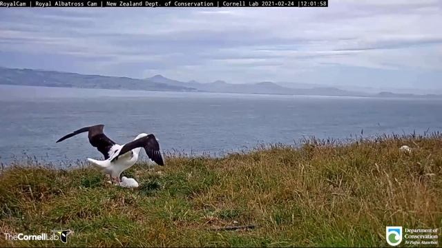 Royal Albatross~LGK leaves his chick~11:59 am 2021/02/23 смотреть онлайн