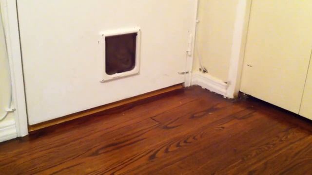The Cats Discover The New Cat Door