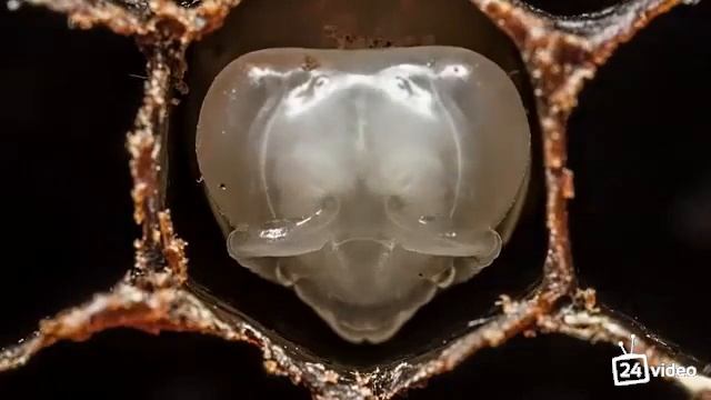 Пчоли)))) смотреть онлайн