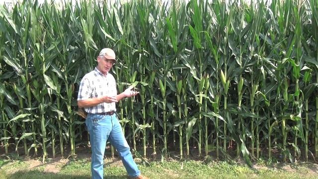 U.S. Seeing Good Growing Season for Corn Crop смотреть онлайн