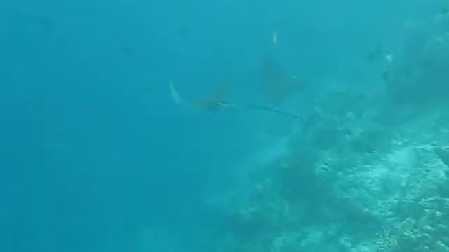 Eagle Ray / By Sora Travels Maldives