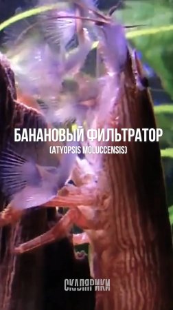 Креветка Банановый фильтратор
