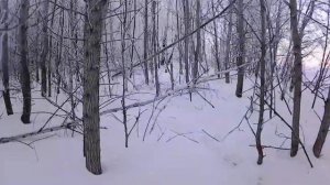 ставим капканы и петли на зайца и лису, часть 1