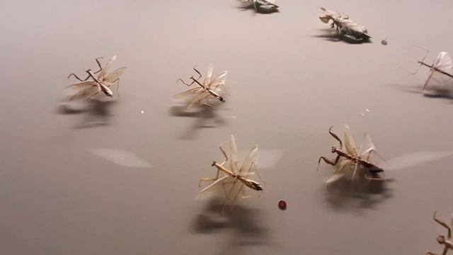 INSECTS, REPTILES AND MAMMALS IN MUSEUM смотреть онлайн