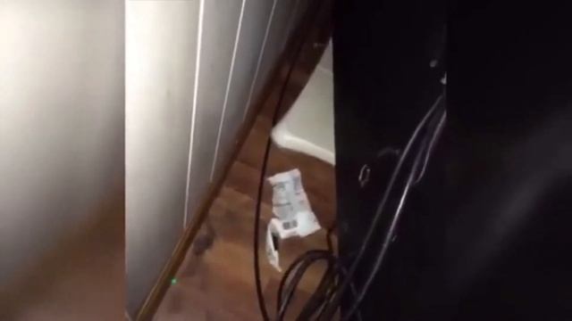 СМЕШНЫЕ КОШКИ 2021😹 И ДРУГИЕ ЖИВОТНЫЕ 🐶 СМЕШНЫЕ ЖИВОТНЫЕ 2021 / ЛУЧШИЕ ПРИКОЛЫ С КОТАМИ  👍 смотреть онлайн