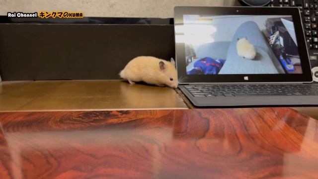 キンクマがノートパソコンを操作【ハムスター散歩】ハムスター部屋んぽ