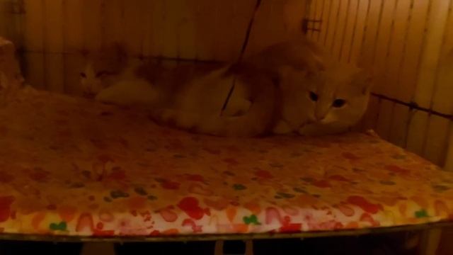 Охота 2 - бохатый улов смотреть онлайн