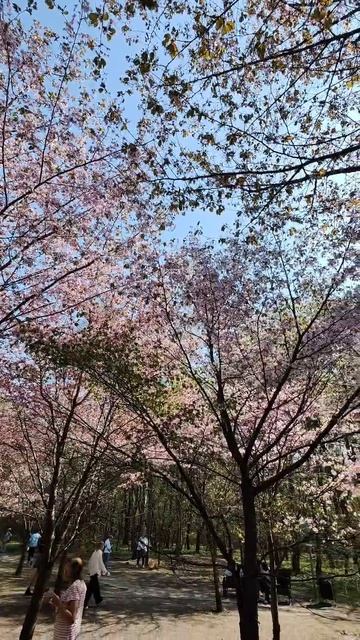 Любование цветами Сакуры в Бирюлевском дендропарке