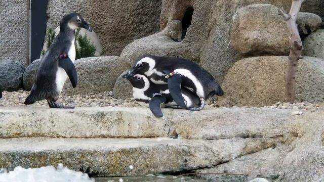 Penguins Mating
