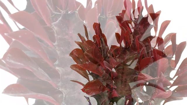 Euphorbia trigona cv. Royal Red смотреть онлайн