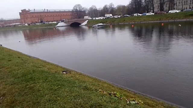 Больной гусь отстал от стаи. смотреть онлайн