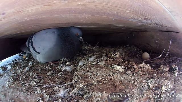 Голуби - Птенцы голубей - В ожидании потомства - Гнездо голубя - 1 серия смотреть онлайн