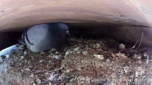 Голуби - Птенцы голубей - В ожидании потомства - Гнездо голубя  - 1 серия