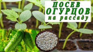 ПОСЕВ И ВЫСАДКА РАССАДЫ ОГУРЦОВ🥒СРОКИ🥒Когда первая подкормка