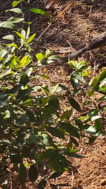 Anu-Branco #bird смотреть онлайн