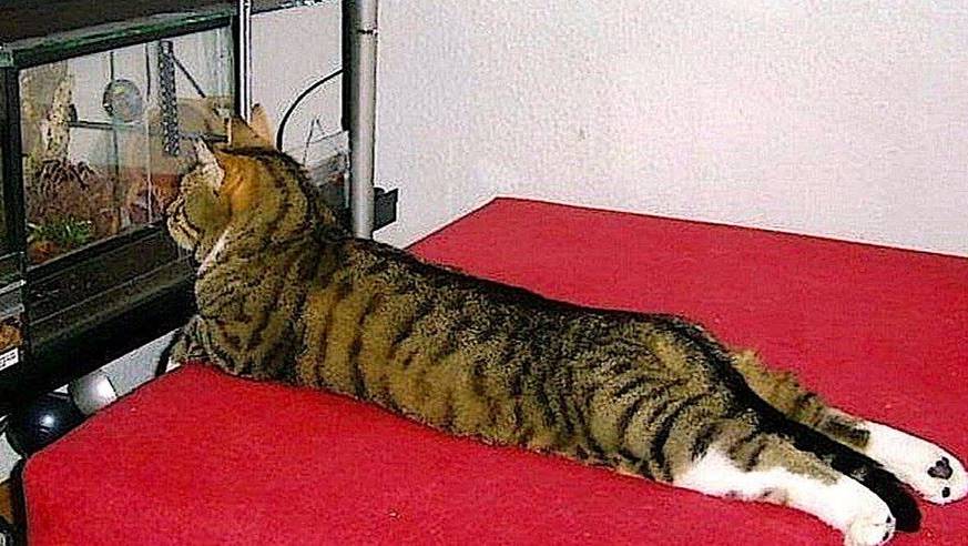 приколы с котами! с озвучкой! смешные животные - до слёз!