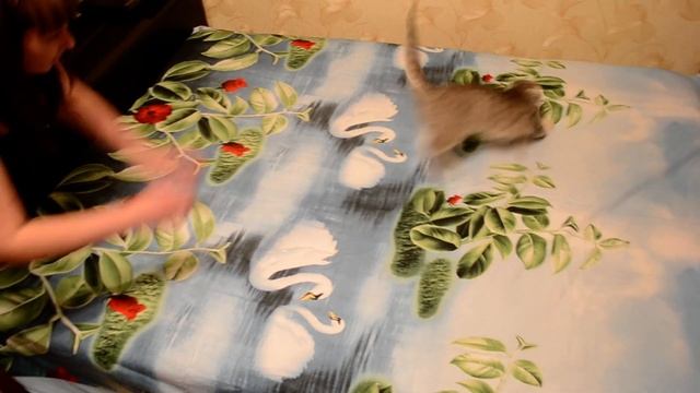 купили котенка смотреть онлайн