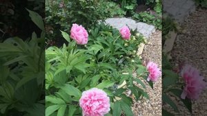 Пион Бесс Бокстосс (Bess Bockstoce)💗