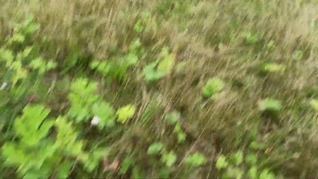 Прогулка с Диком на поводке 160м встреча с отарой овец 24.08.23 часть 1 смотреть онлайн