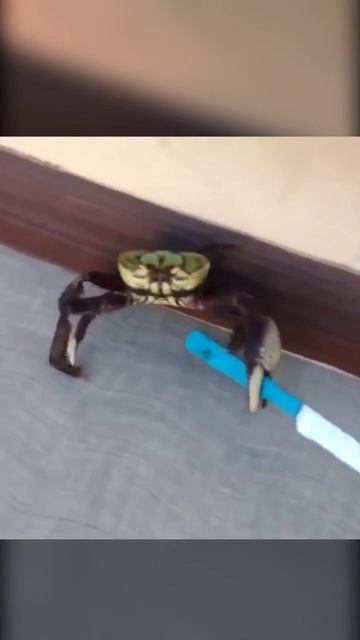 Краб с ножом #крабы #краб_с_ножом #shorts смотреть онлайн