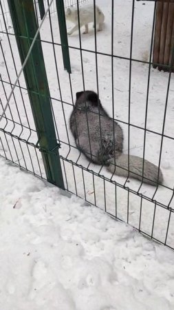 Кормление песцов