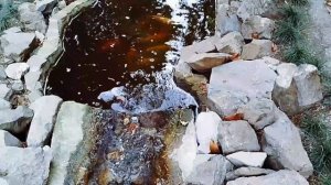 8 га реликтового ⛳ леса. Территория отеля Море спа Алушта Крым май 2024