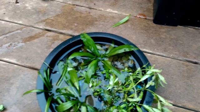 Massive Rotala Bush смотреть онлайн