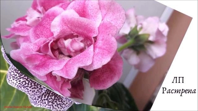 КАТАЛОГ 🌺 ГЛОКСИНИЙ 🌺  2024 год
