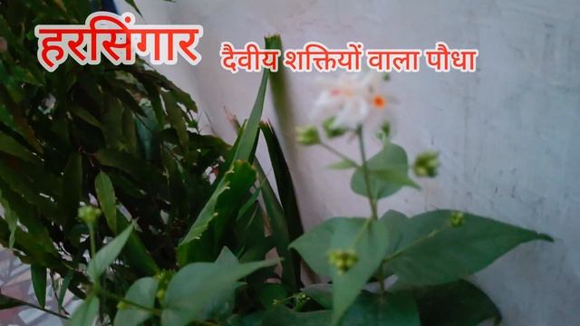 हरसिंगार l परिजात l Nyctanthes arbor-tristis l Harsingar смотреть онлайн