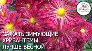 Зимующие хризантемы лучше сажать весной-