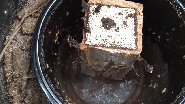 TermiteMansion Active with Nasutitermes sp смотреть онлайн