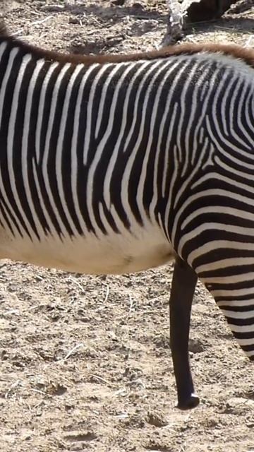 #zebra in Zoo смотреть онлайн