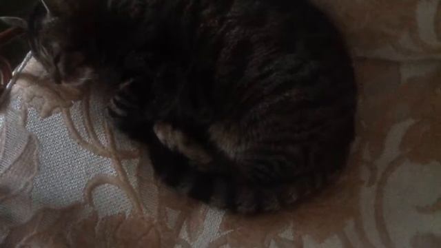 Мой кот смотреть онлайн