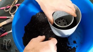 Пересадка Selaginella martensii в кашпо | По задумке была трёхлитровая банка | НЕ ПОВТОРЯЙТЕ ЗА МНО