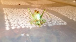 Кузнечик ест кузнечика. Tettigonia cantans  кормление.