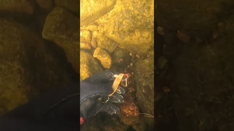 За камнями #fishing